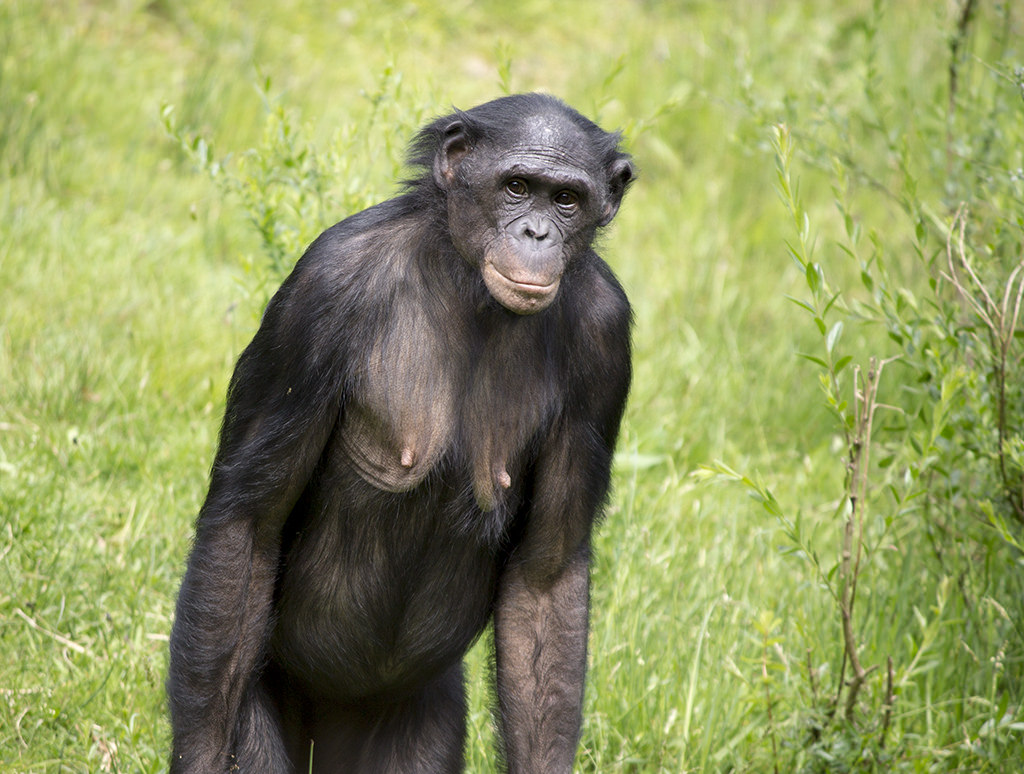 Bonobo "Kumbuka", 5/13/14