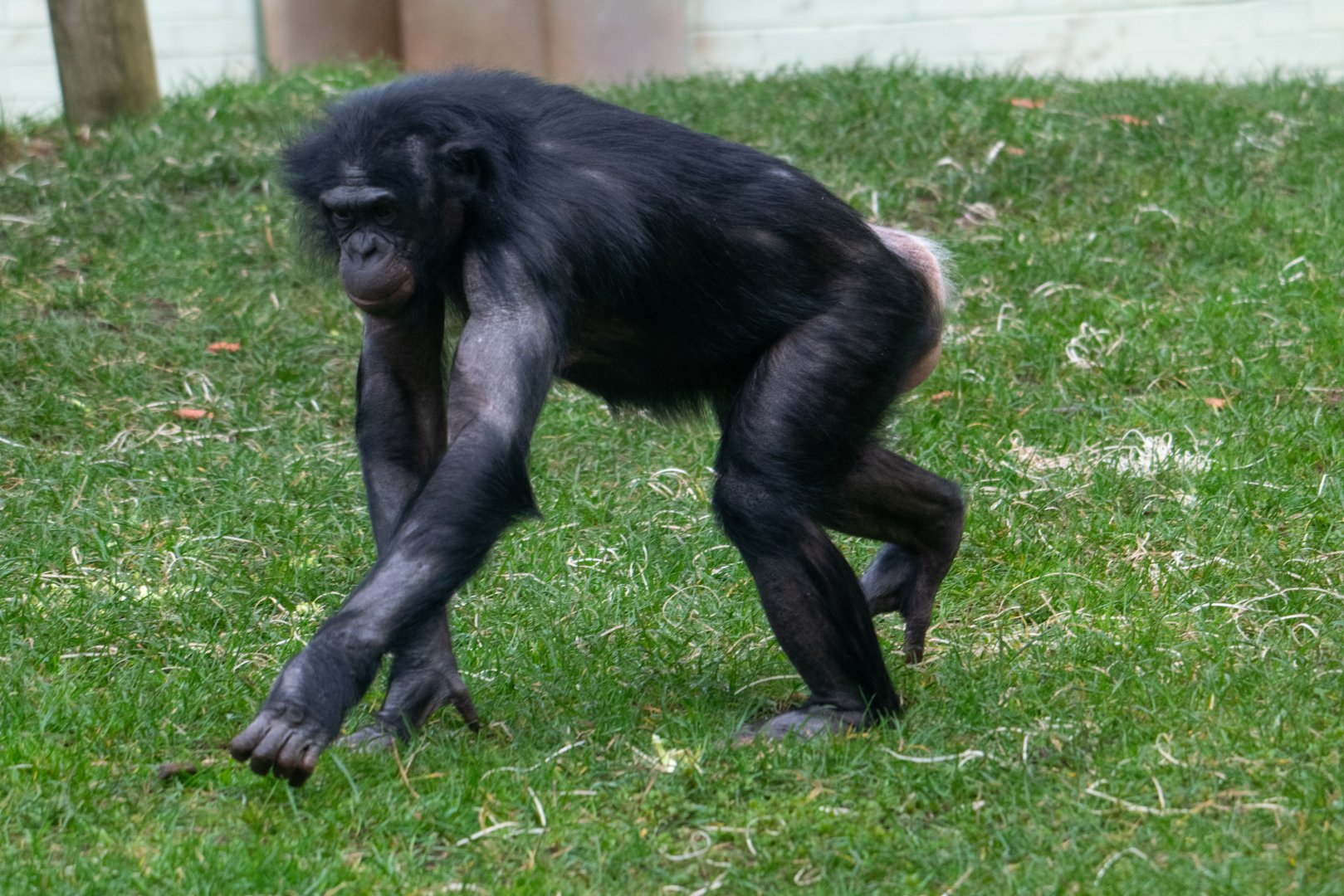 Bonobo - Likemba - Twycross