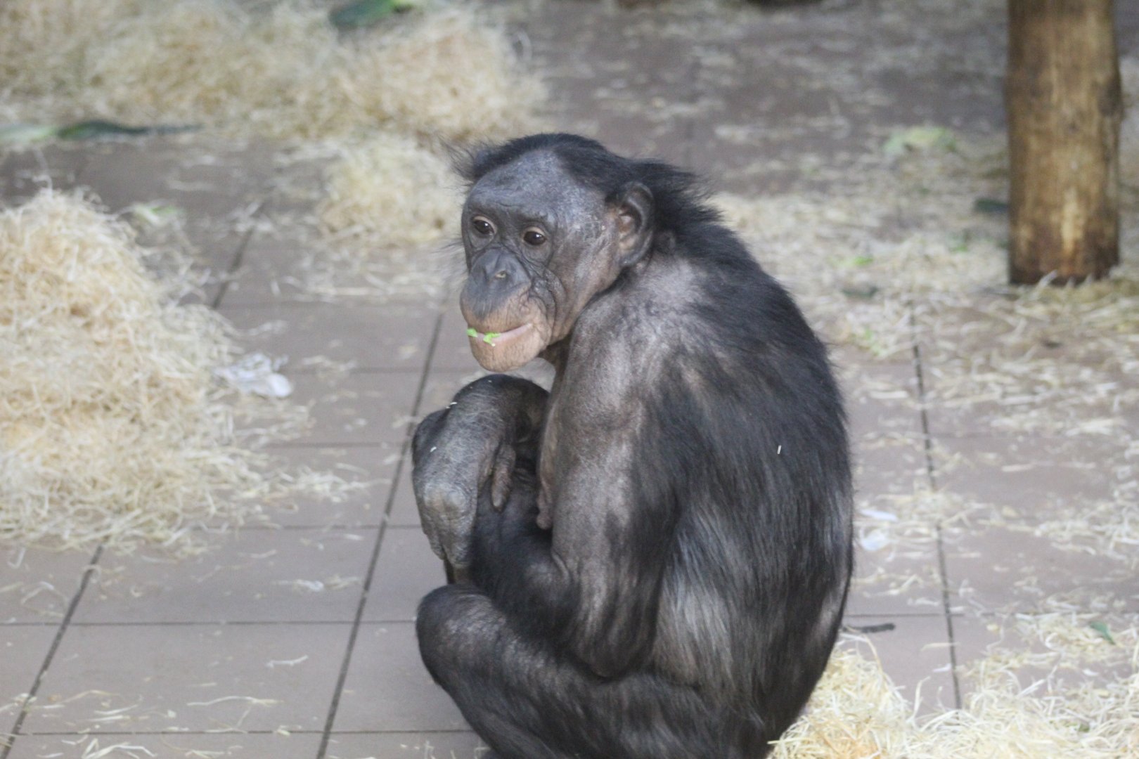 Bonobo Lina (Pan paniscus)