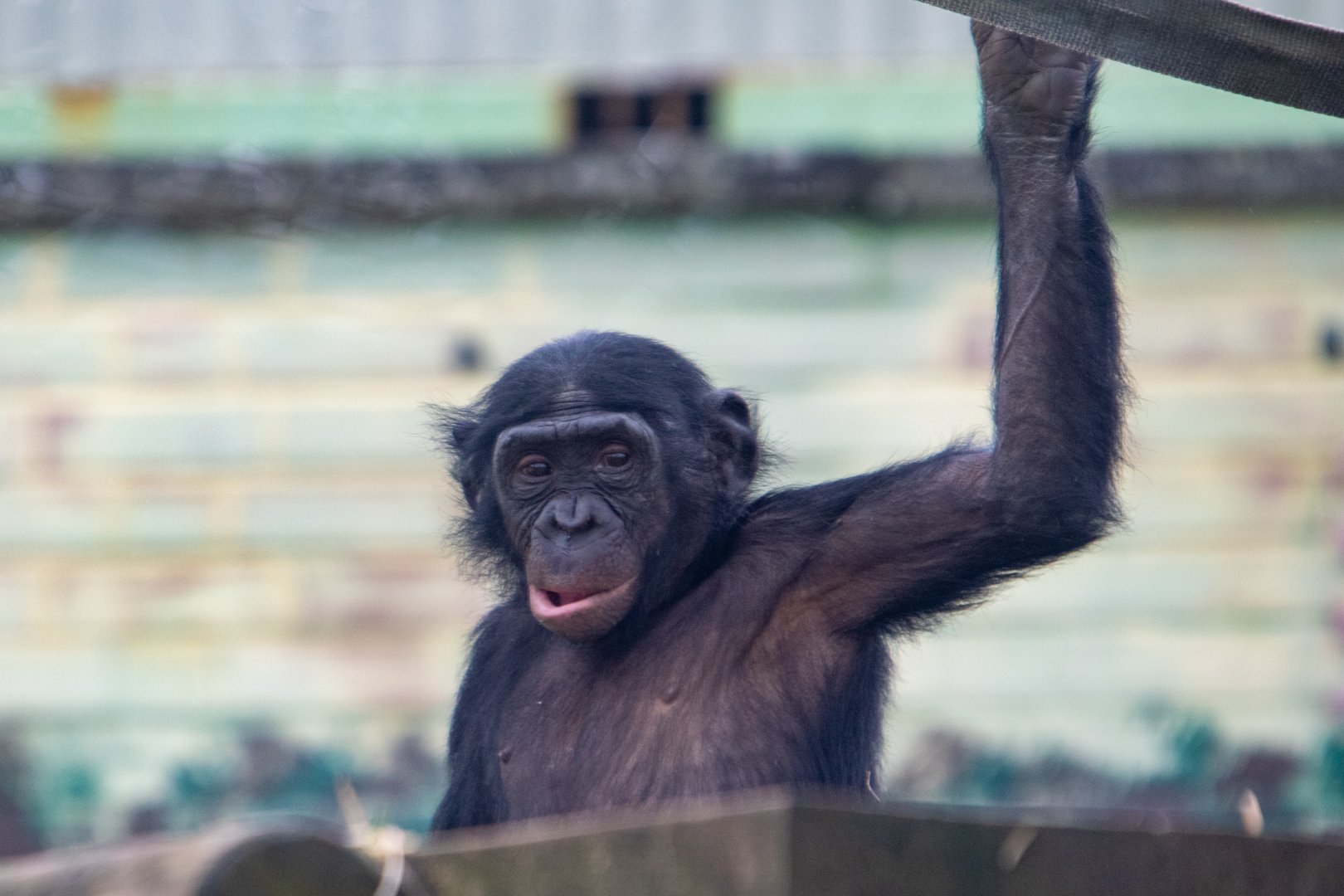 Bonobo - Lola - Twycross