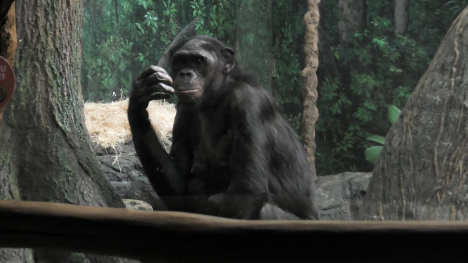 Bonobo looking at the outside world