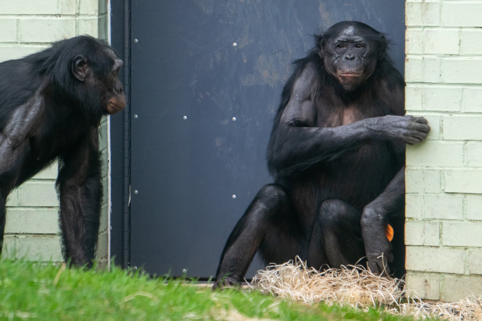 Bonobo - Maringa - Twycross