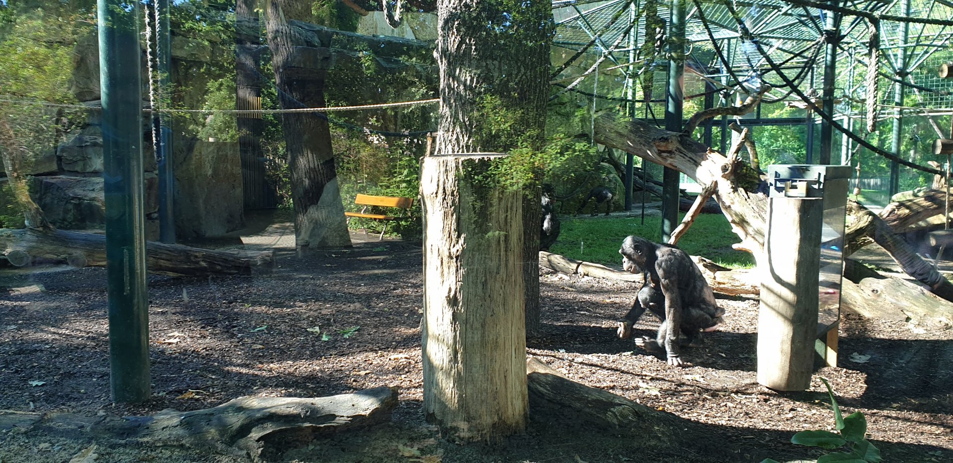 Bonobo mother with baby