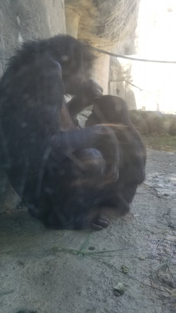Bonobo nursing