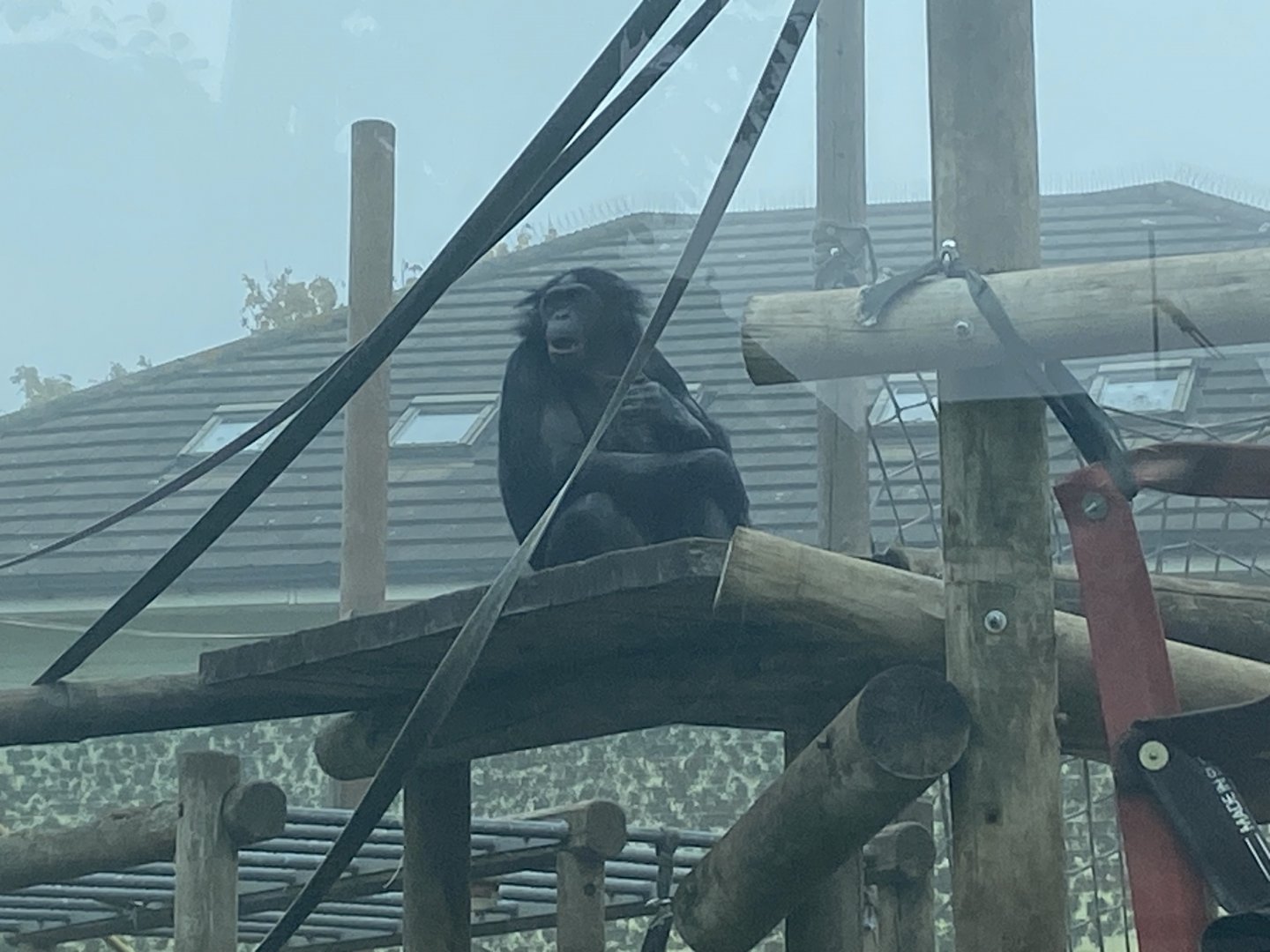 Bonobo on climbing frame