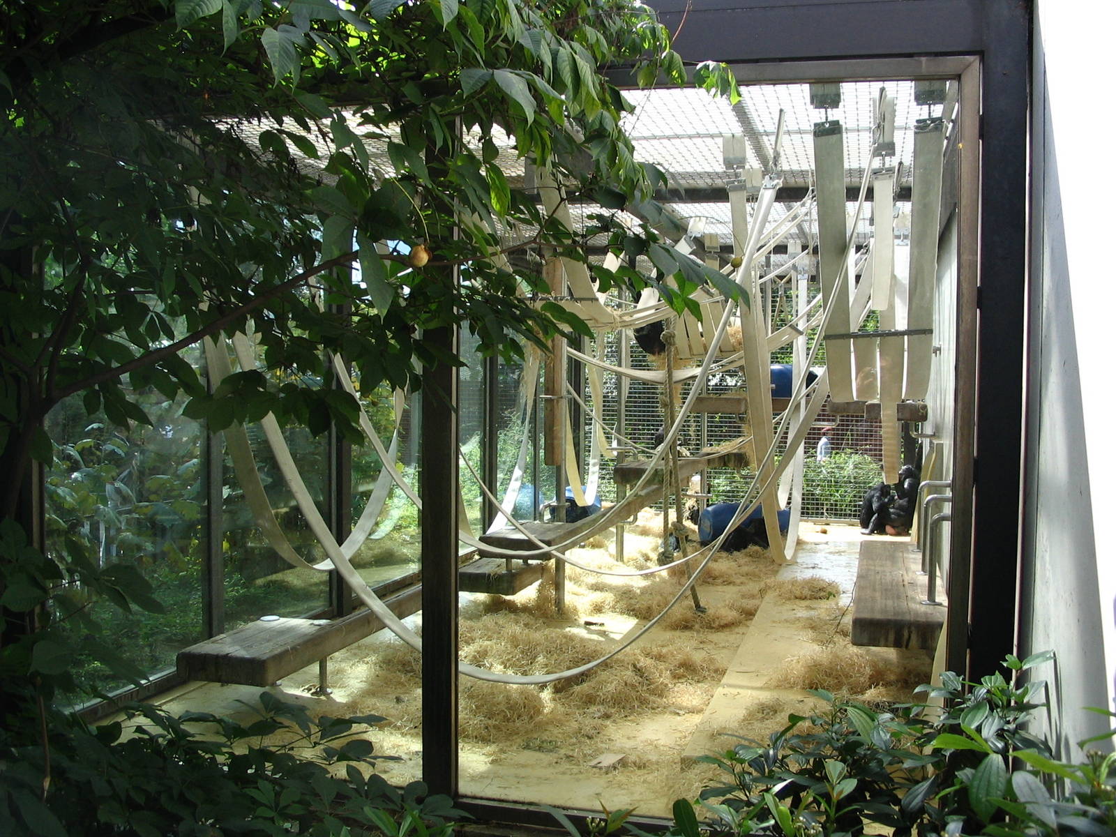 Bonobo outdoor enclosure I