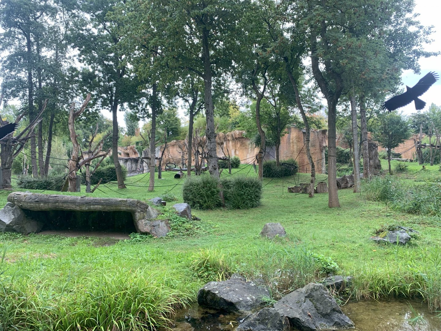 Bonobo outdoor enclosure - Pongoland