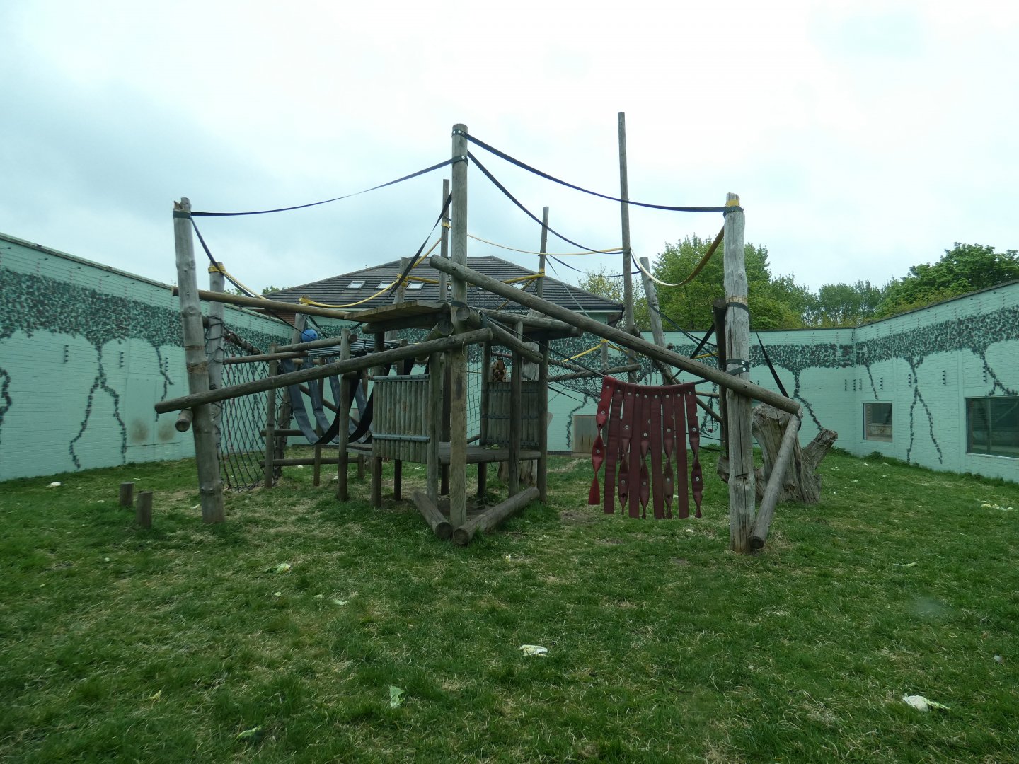 Bonobo outdoor enclosure