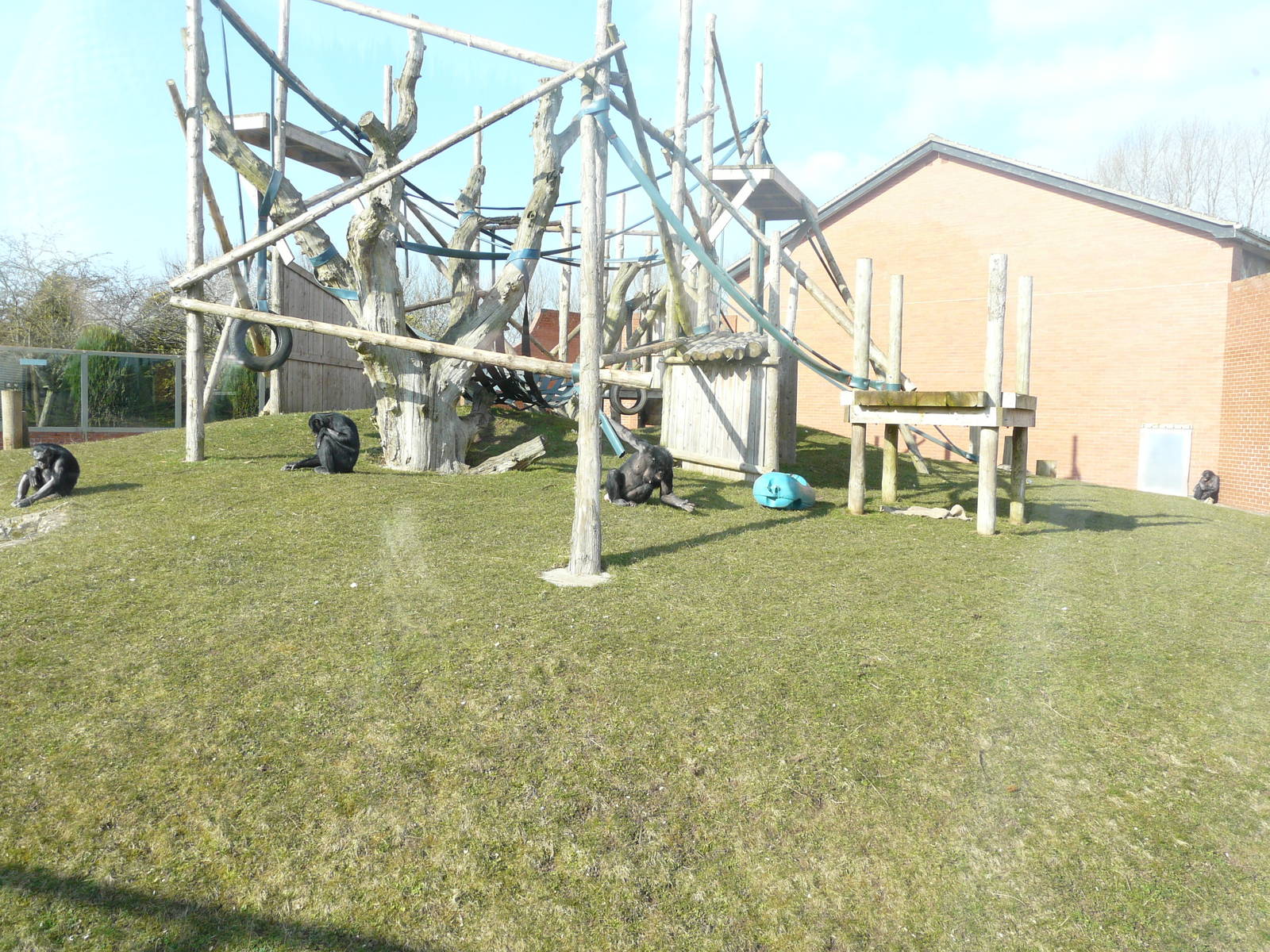 Bonobo Outdoor Enclosure