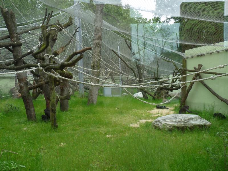 Bonobo Outdoor exhibit