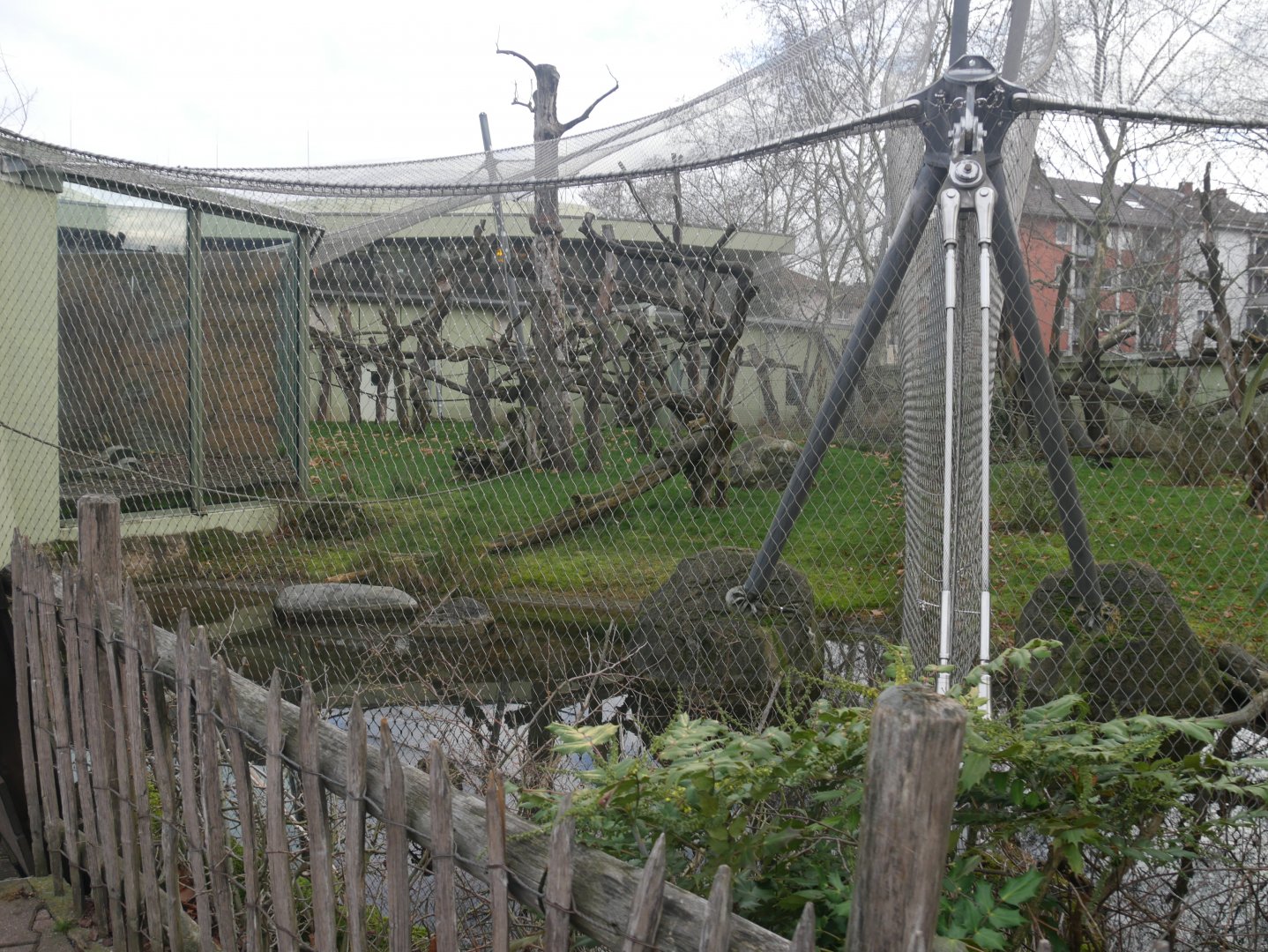Bonobo outside aviary (January 2019)