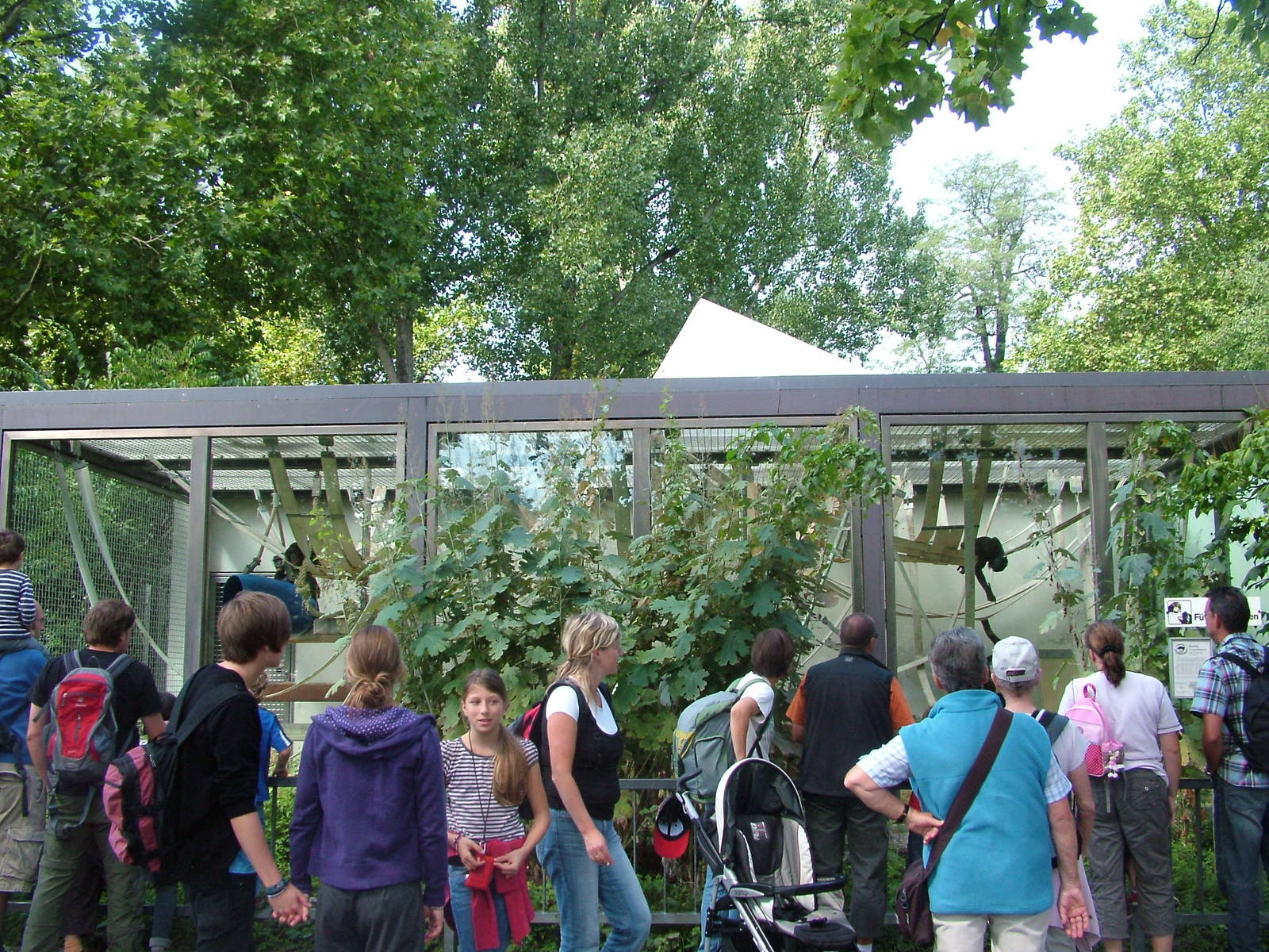 Bonobo Outside Exhibit at Wilhelma, Stuttgart 02/09/10