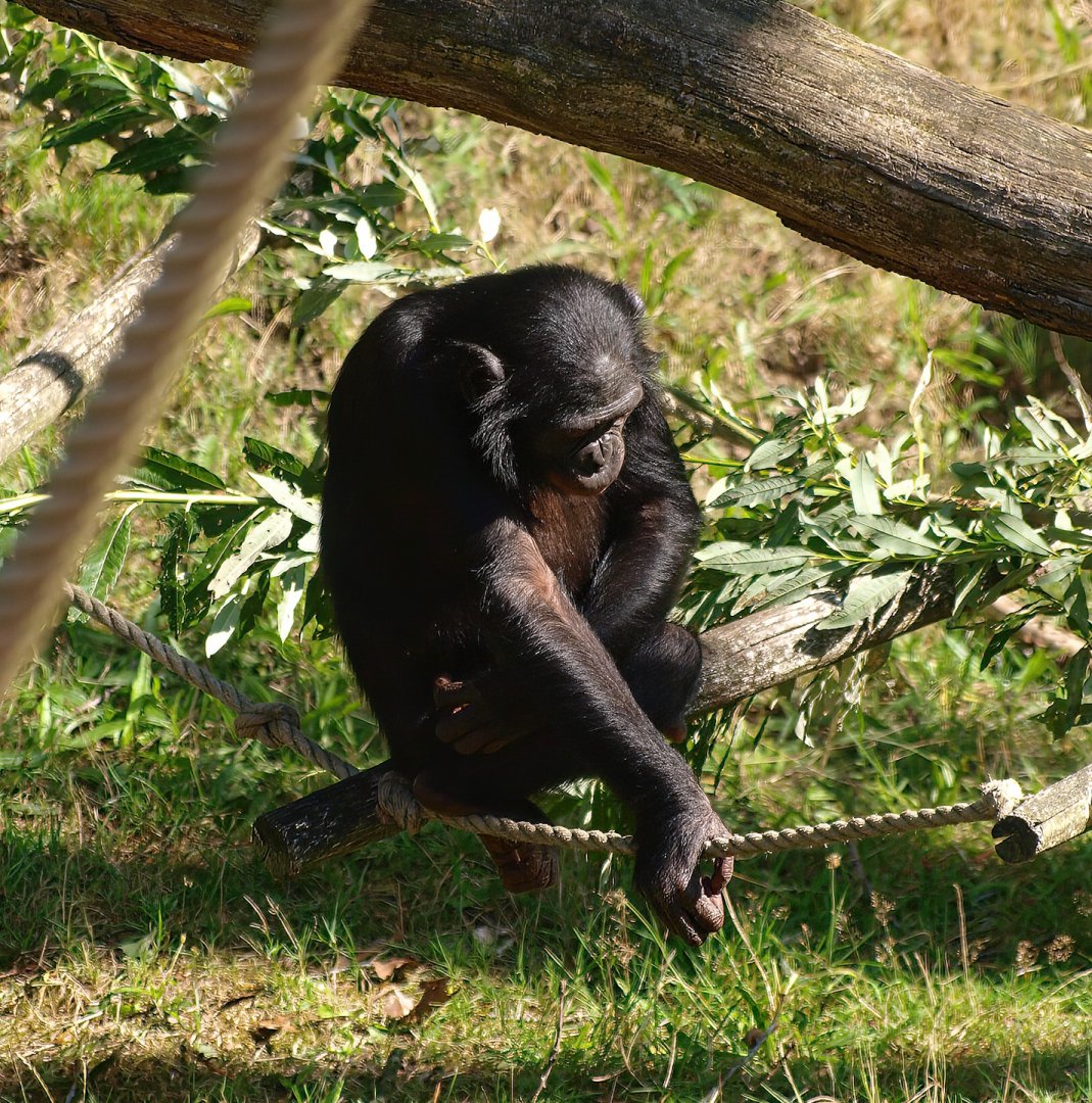 Bonobo (Pan paniscus), 2015-08-01