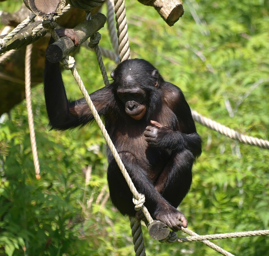 Bonobo (Pan paniscus), 2015-08-01