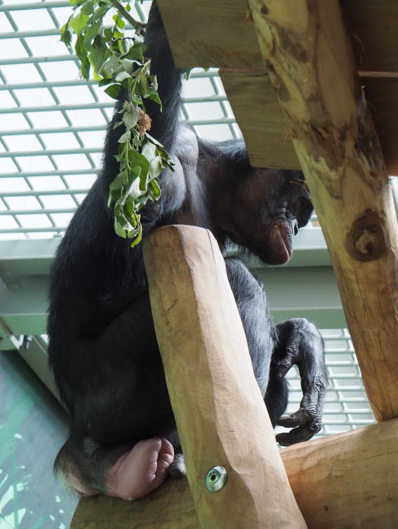 Bonobo (Pan paniscus), 2020-05-23