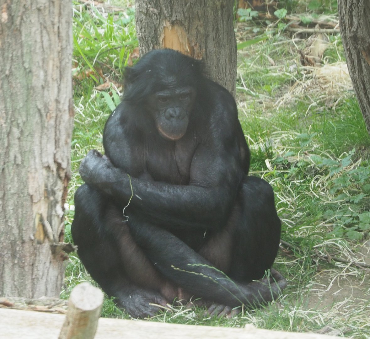 Bonobo (Pan paniscus), 2020-07-14