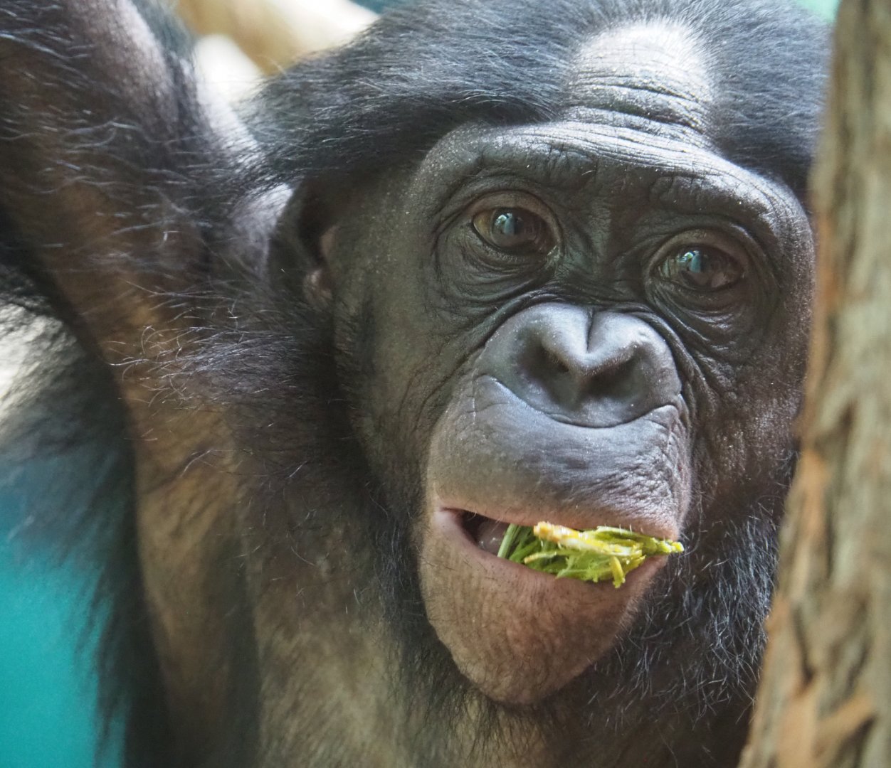 Bonobo (Pan paniscus), 2020-08-15