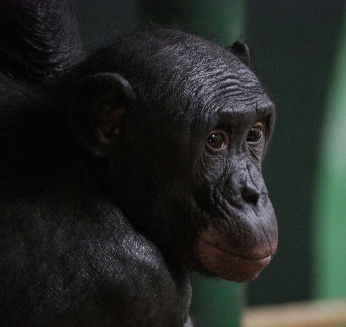 Bonobo (Pan paniscus), 2020-10-10
