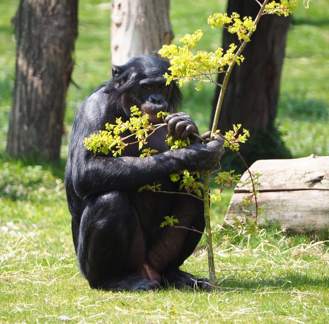 Bonobo (Pan paniscus), 2021-04-21