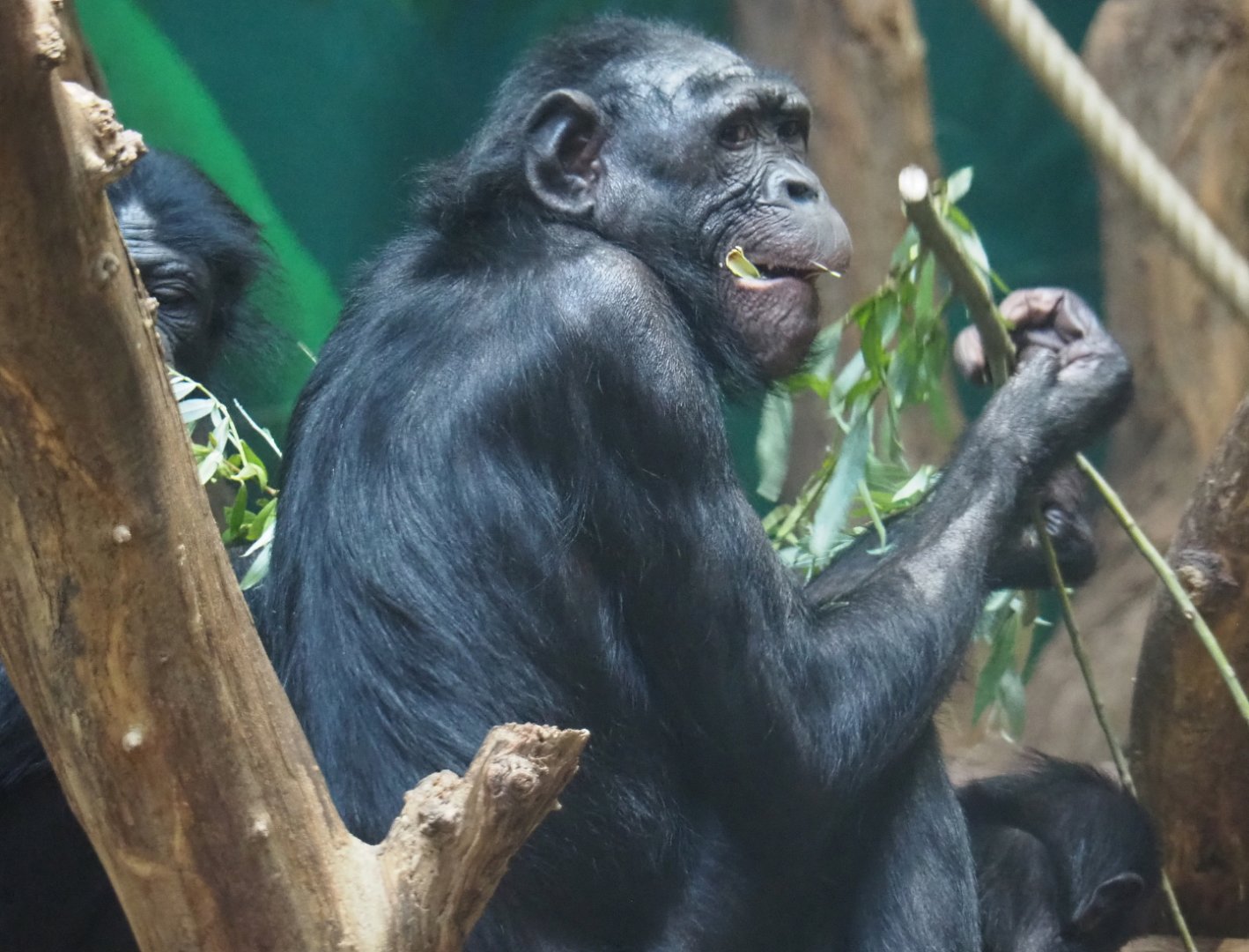 Bonobo (Pan paniscus), 2021-07-03