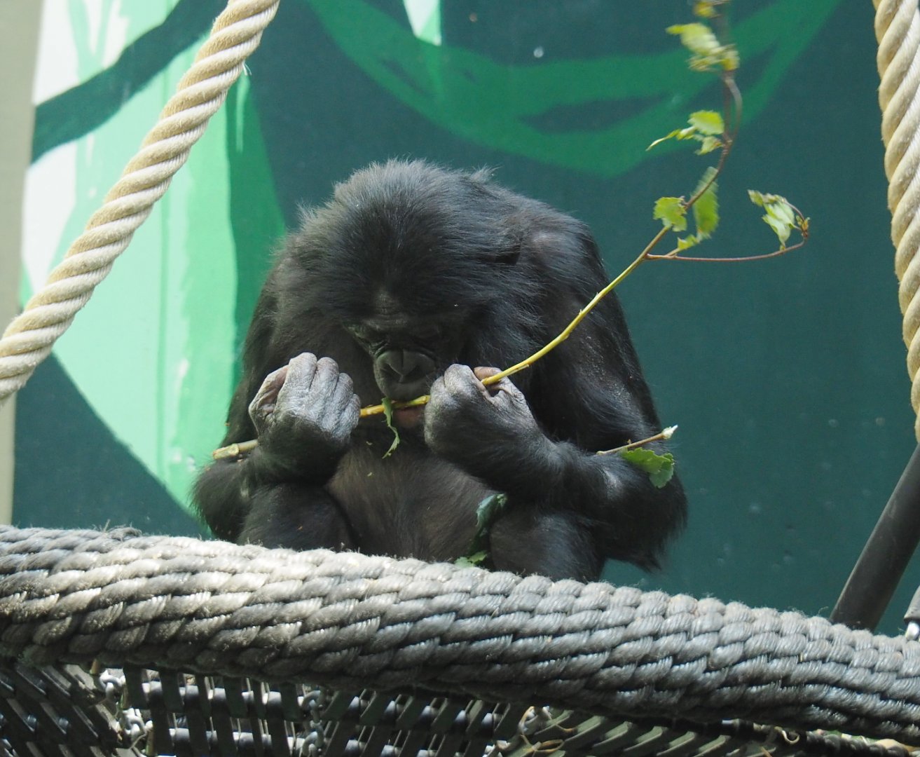 Bonobo (Pan paniscus), 2021-07-20