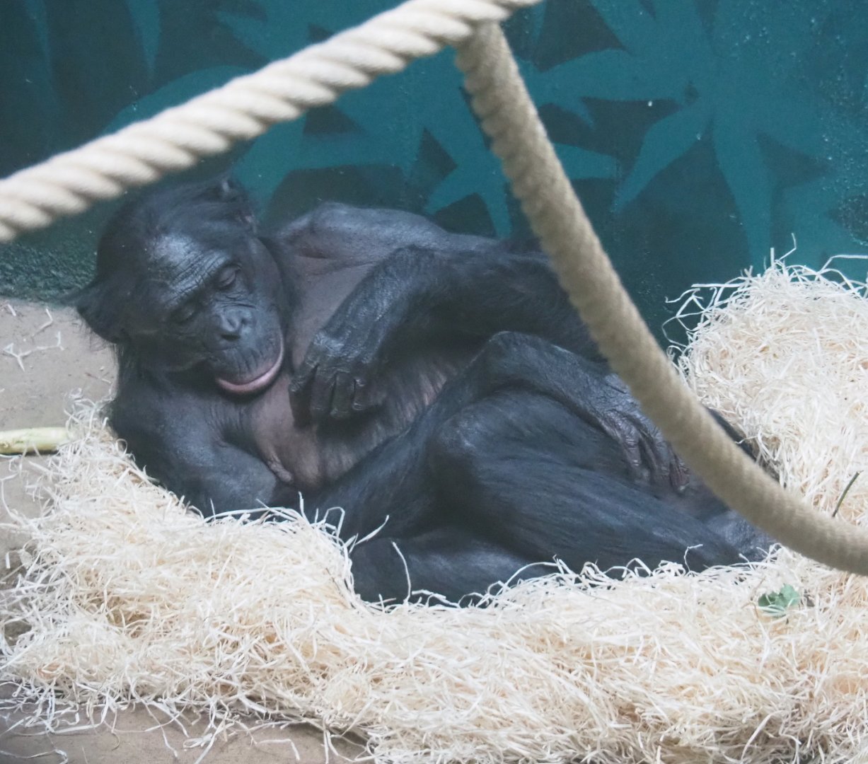 Bonobo (Pan paniscus), 2021-10-10