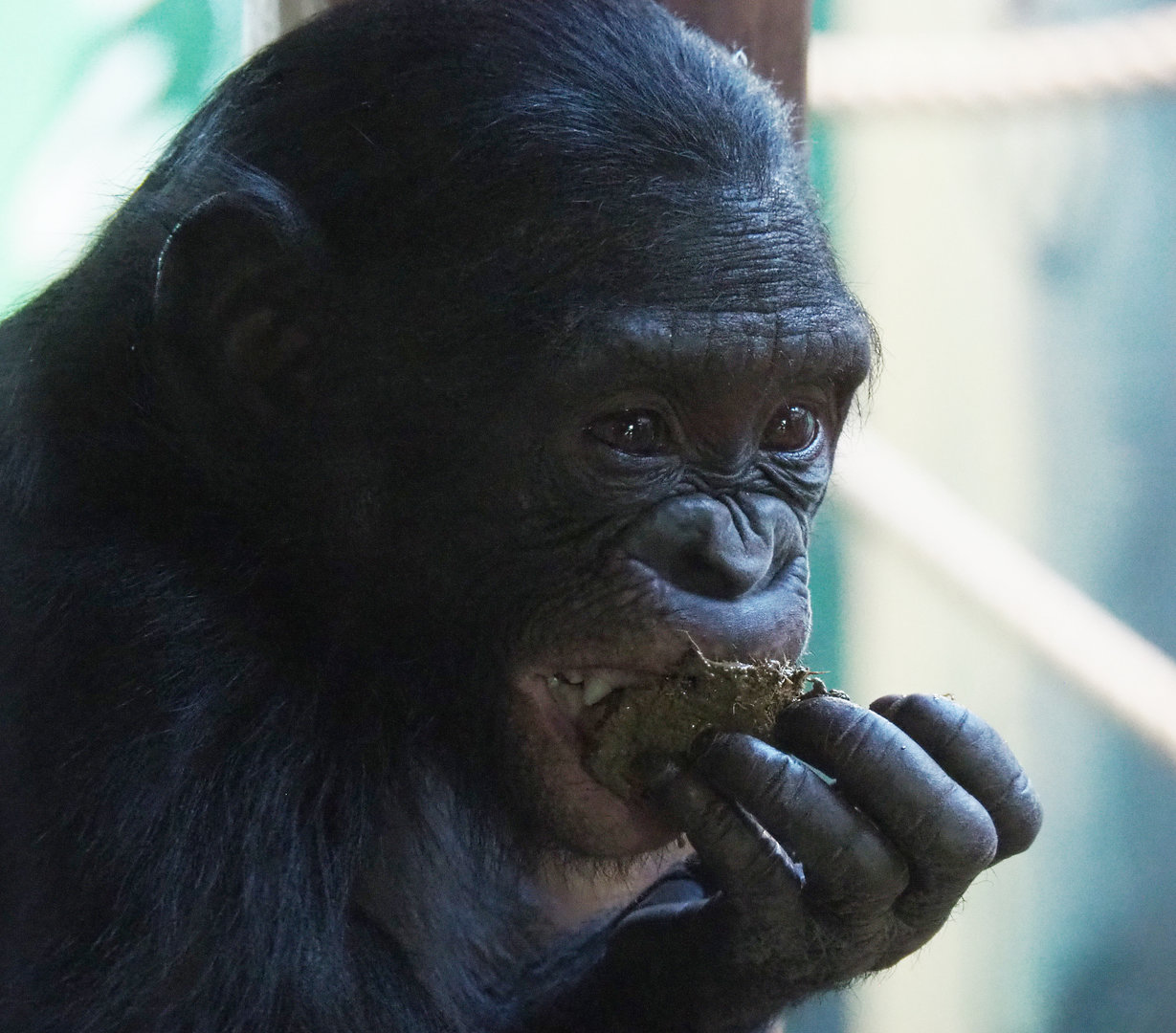Bonobo (Pan paniscus), 2022-02-12
