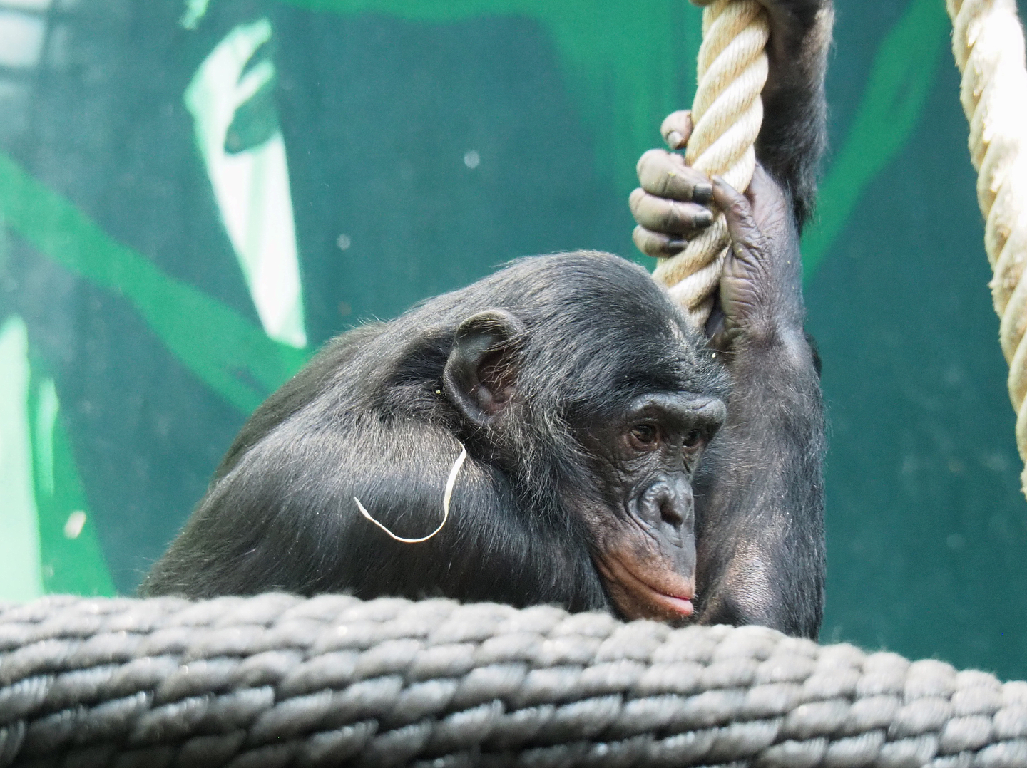 Bonobo (Pan paniscus), 2022-04-12