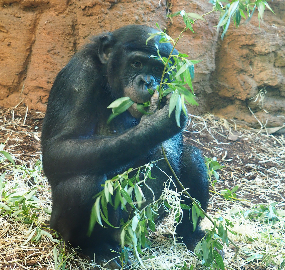 Bonobo (Pan paniscus), 2022-05-28
