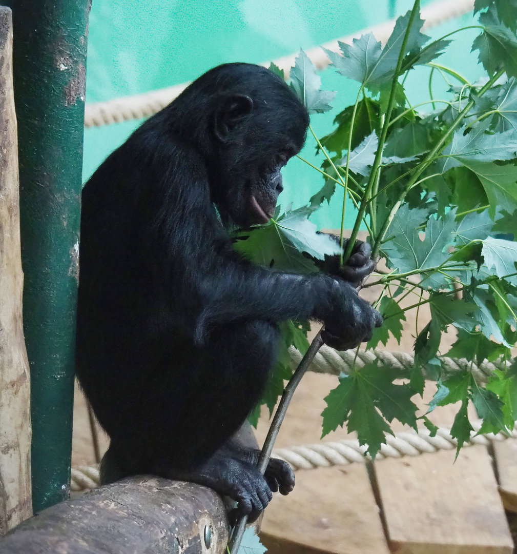 Bonobo (Pan paniscus), 2022-06-15