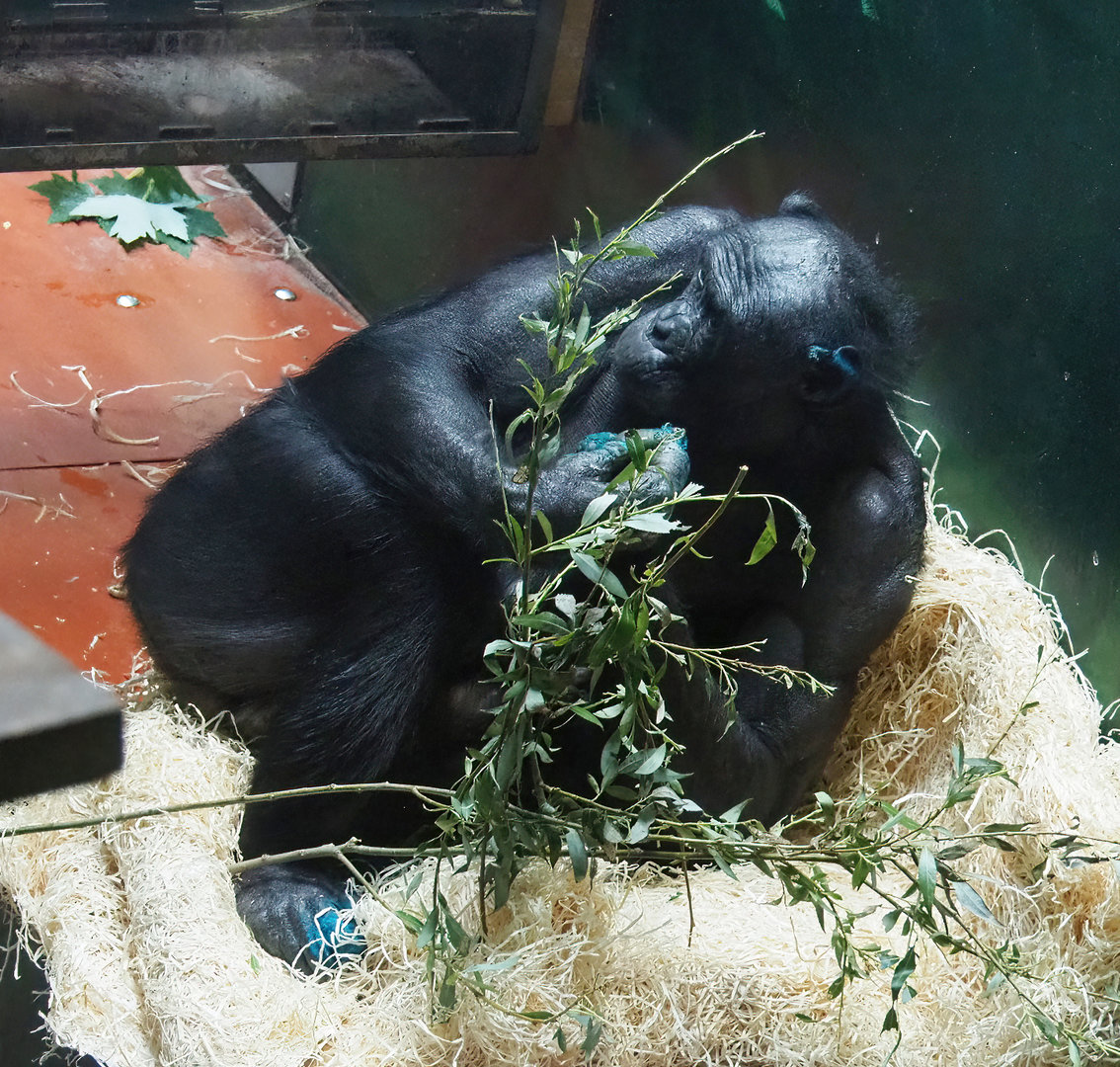 Bonobo (Pan paniscus), 2022-06-15