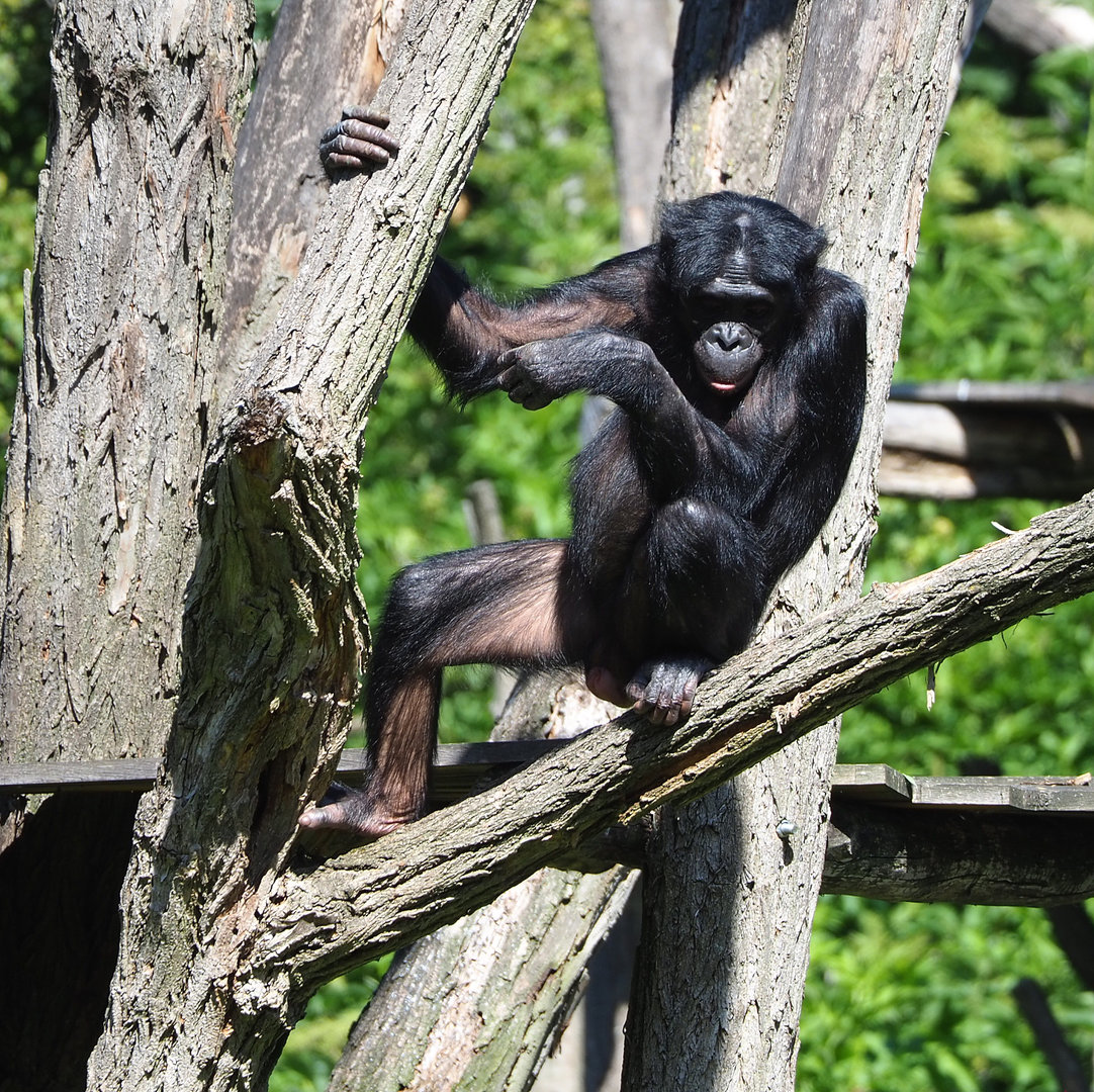 Bonobo (Pan paniscus), 2022-06-15