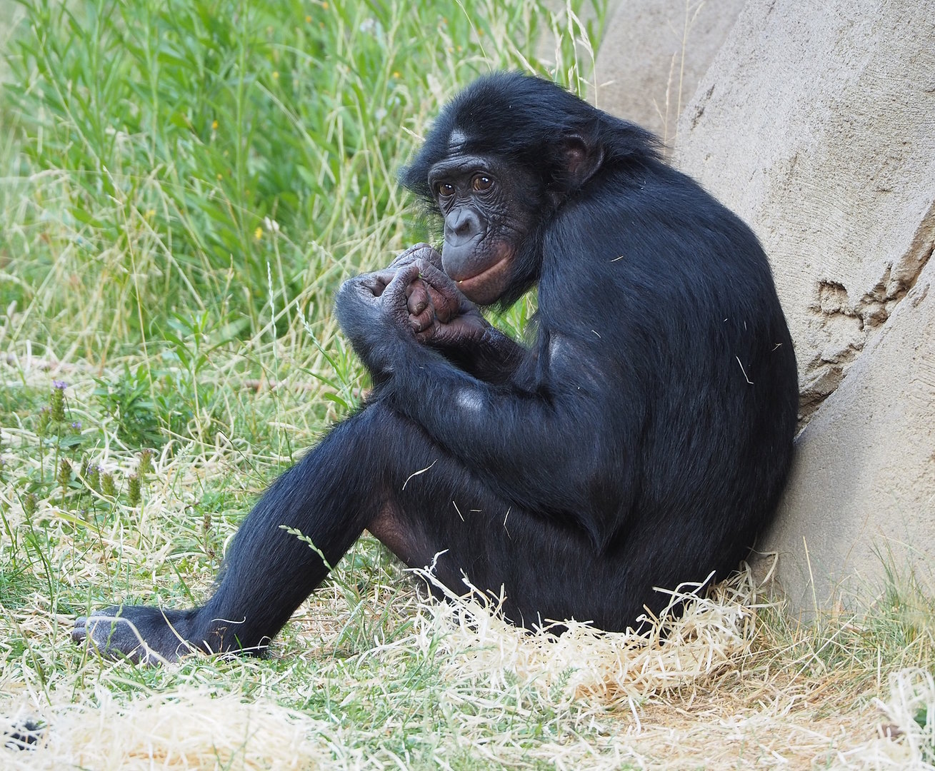 Bonobo (Pan paniscus), 2022-07-16