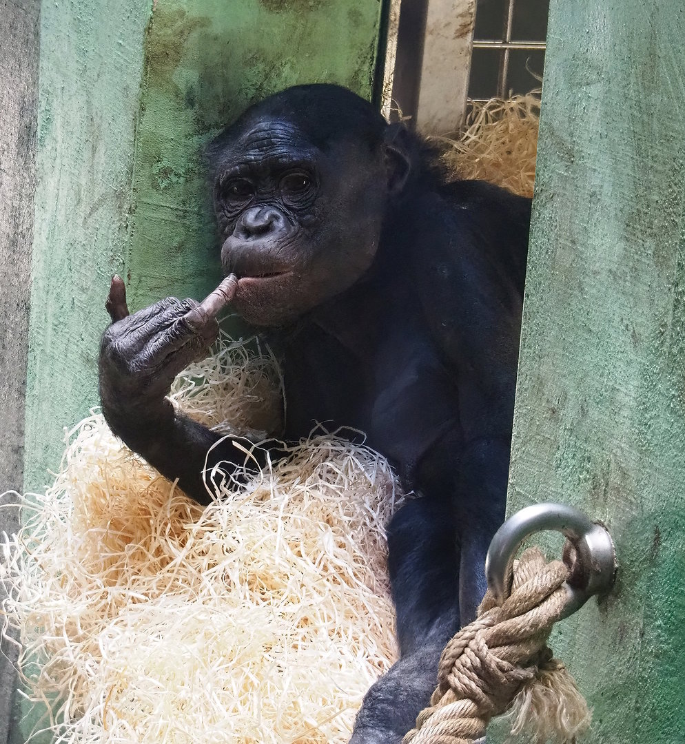 Bonobo (Pan paniscus), 2022-08-07