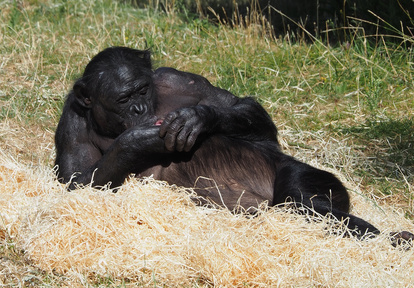 Bonobo (Pan paniscus), 2022-08-07
