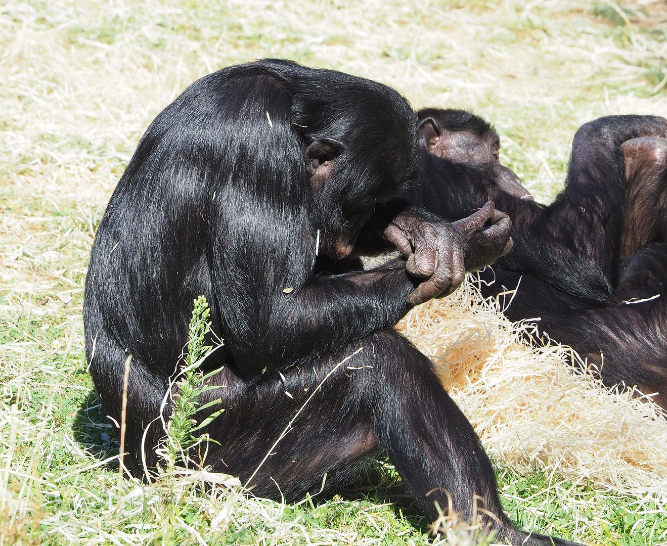 Bonobo (Pan paniscus), 2022-08-07