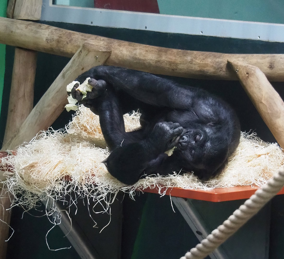 Bonobo (Pan paniscus), 2022-09-12