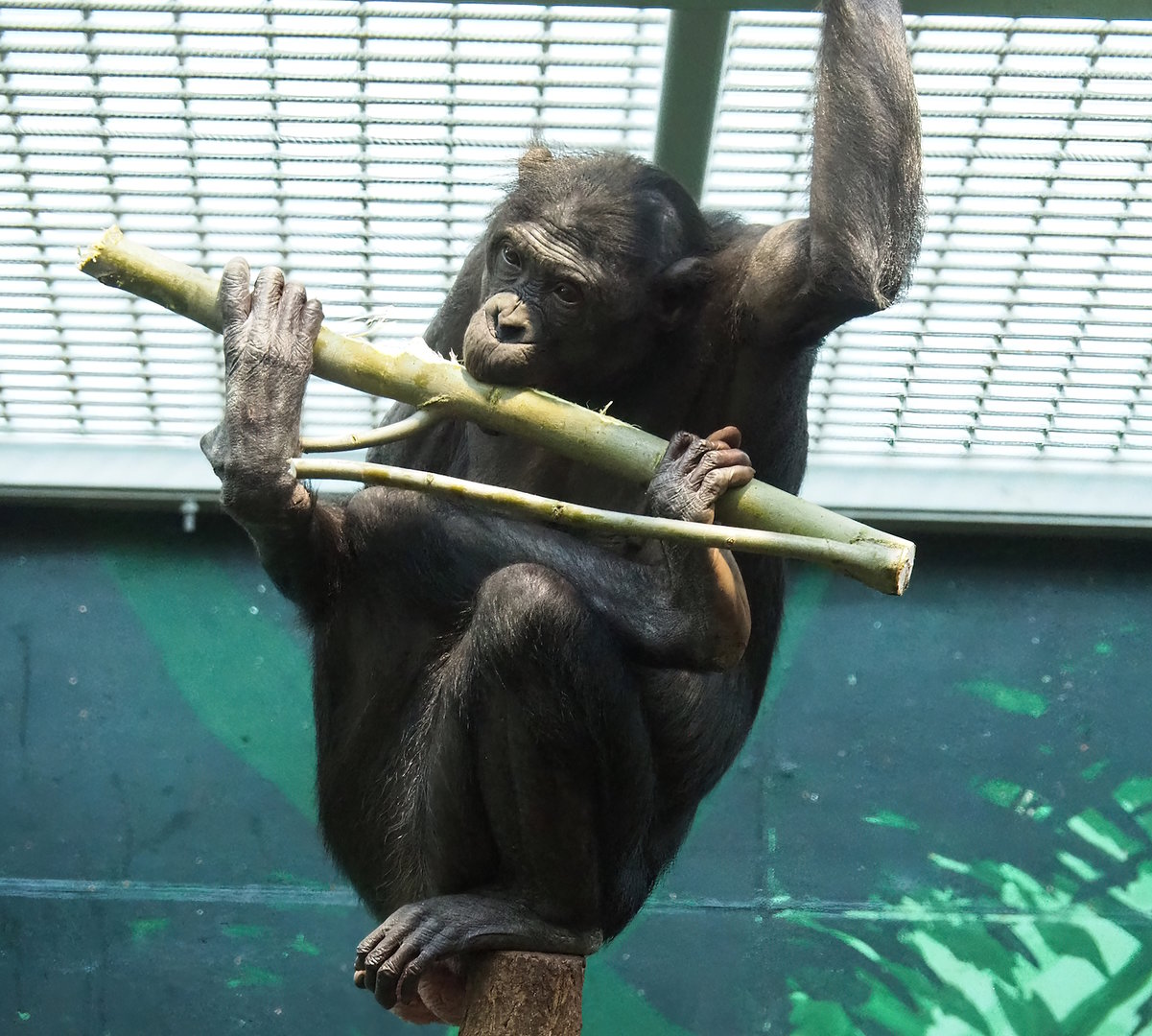 Bonobo (Pan paniscus), 2022-11-12