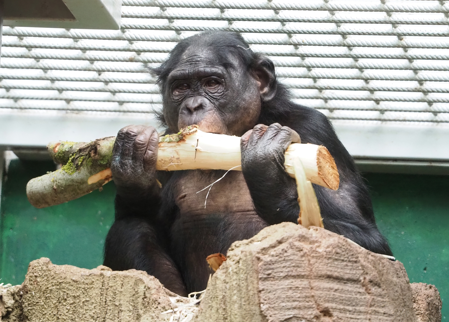 Bonobo (Pan paniscus), 2023-03-28