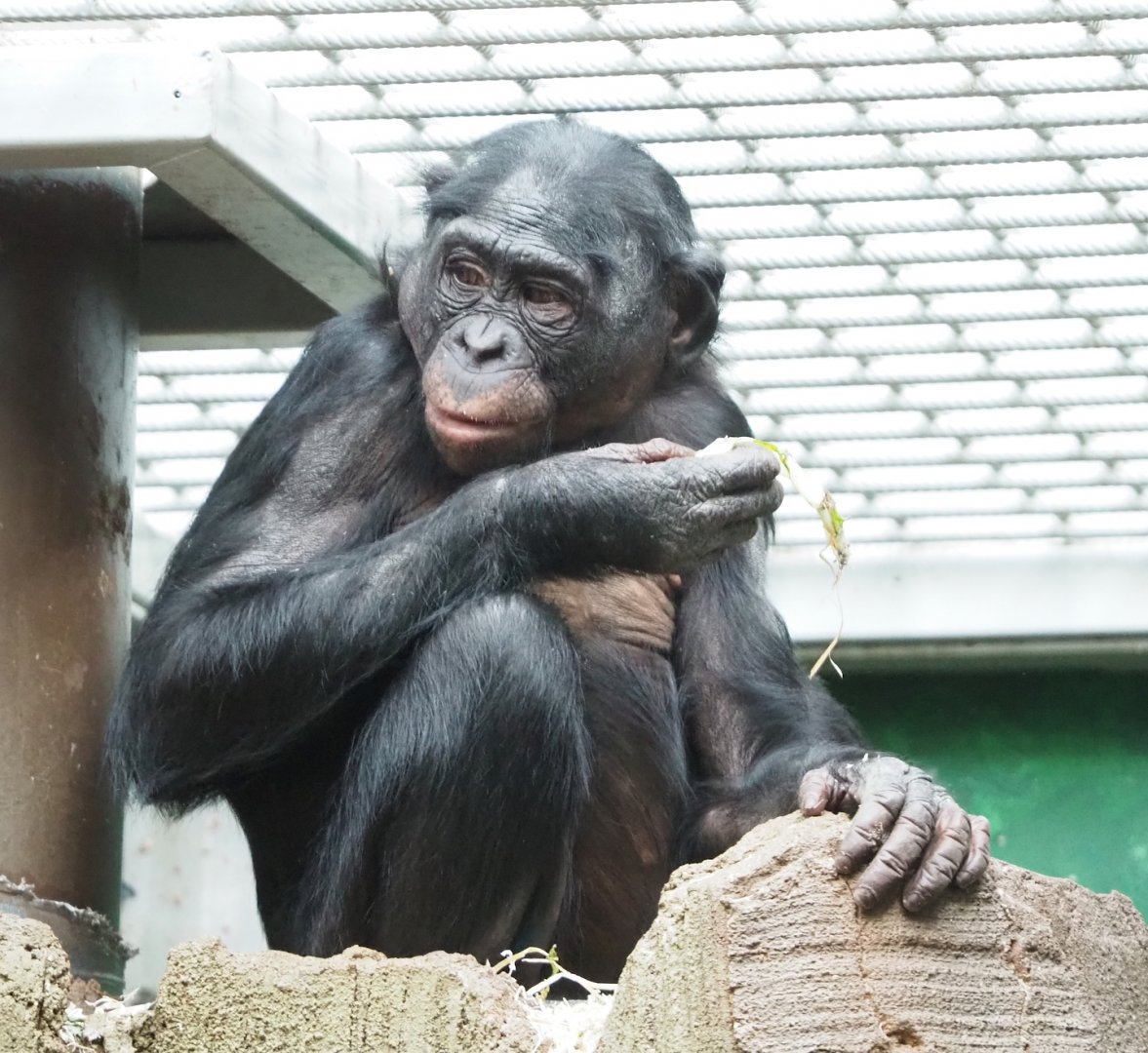 Bonobo (Pan paniscus), 2023-04-18