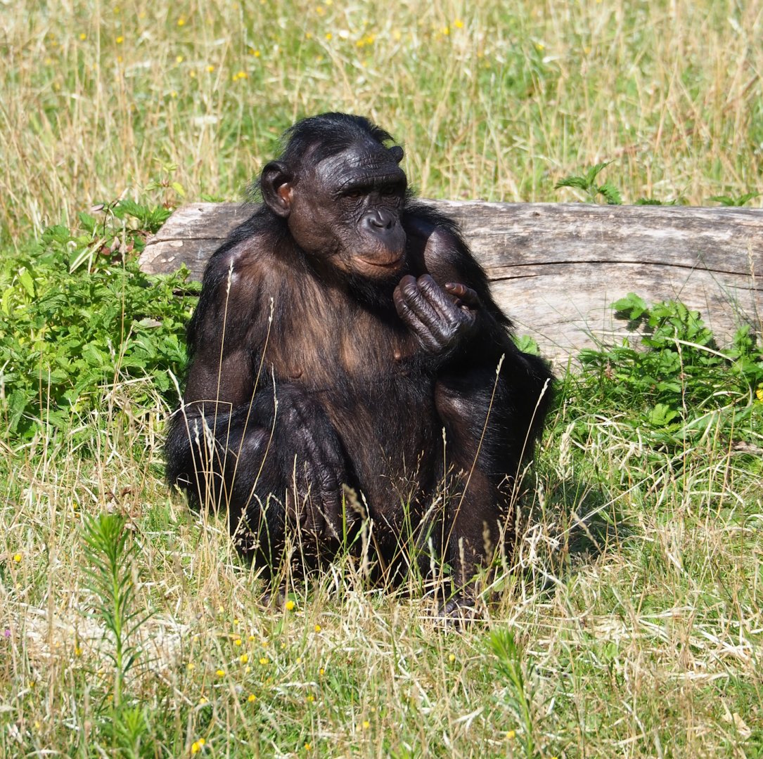 Bonobo (Pan paniscus), 2023-07-26