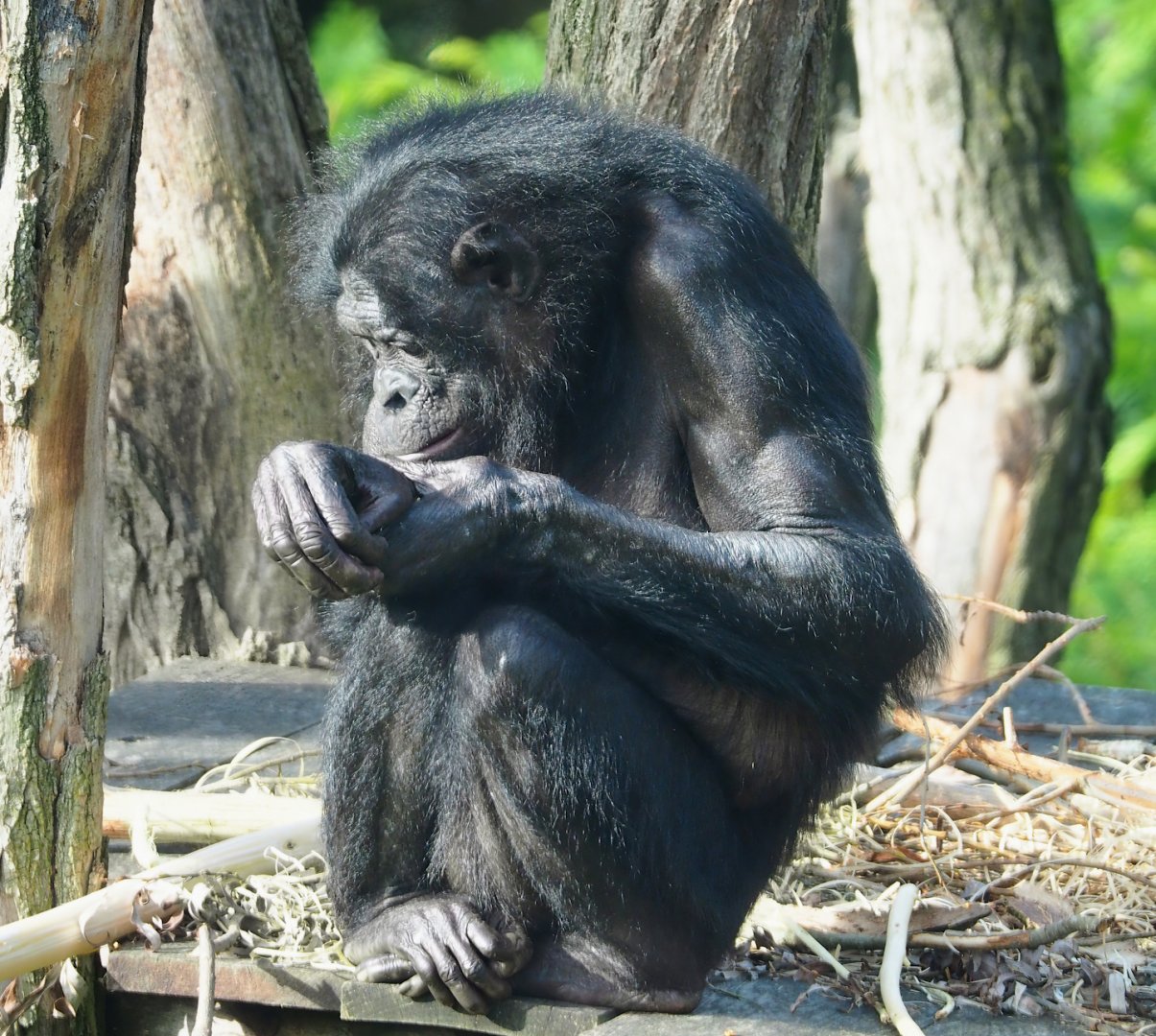 Bonobo (Pan paniscus), 2023-09-19