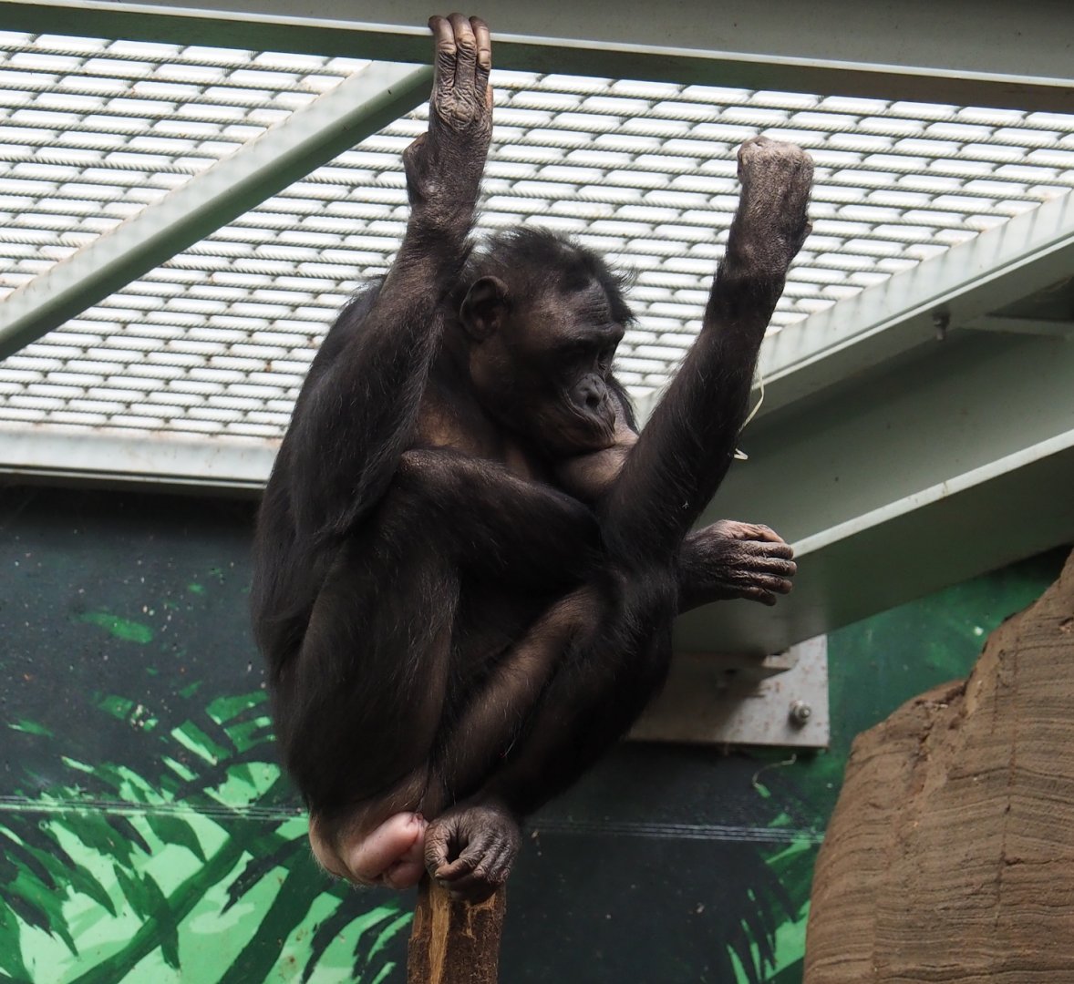 Bonobo (Pan paniscus), 2024-03-04