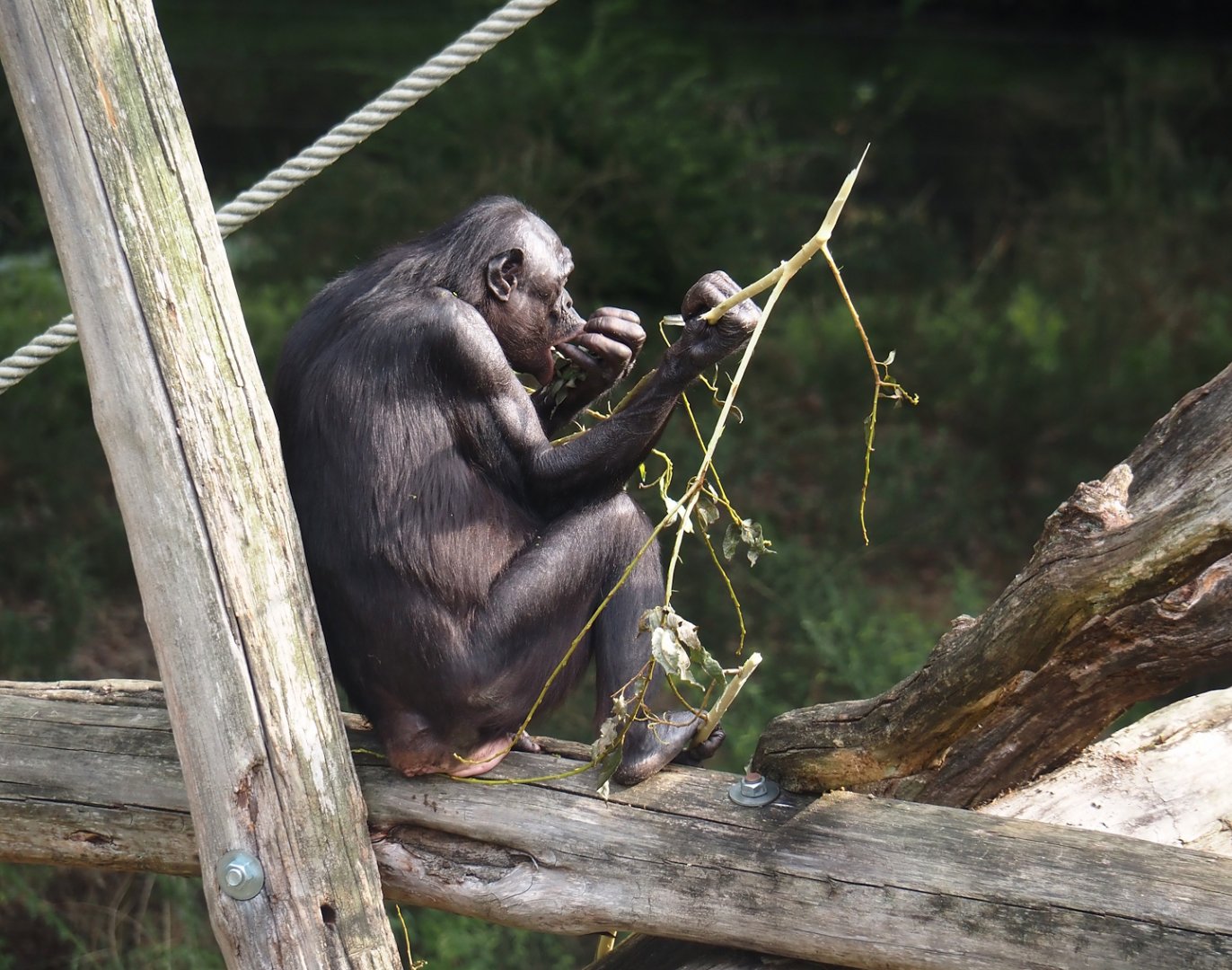 Bonobo (Pan paniscus), 2024-08-18