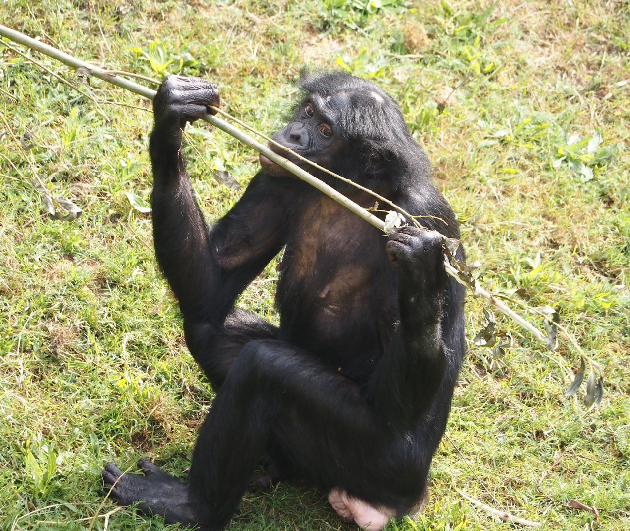 Bonobo (Pan paniscus), 2024-08-18