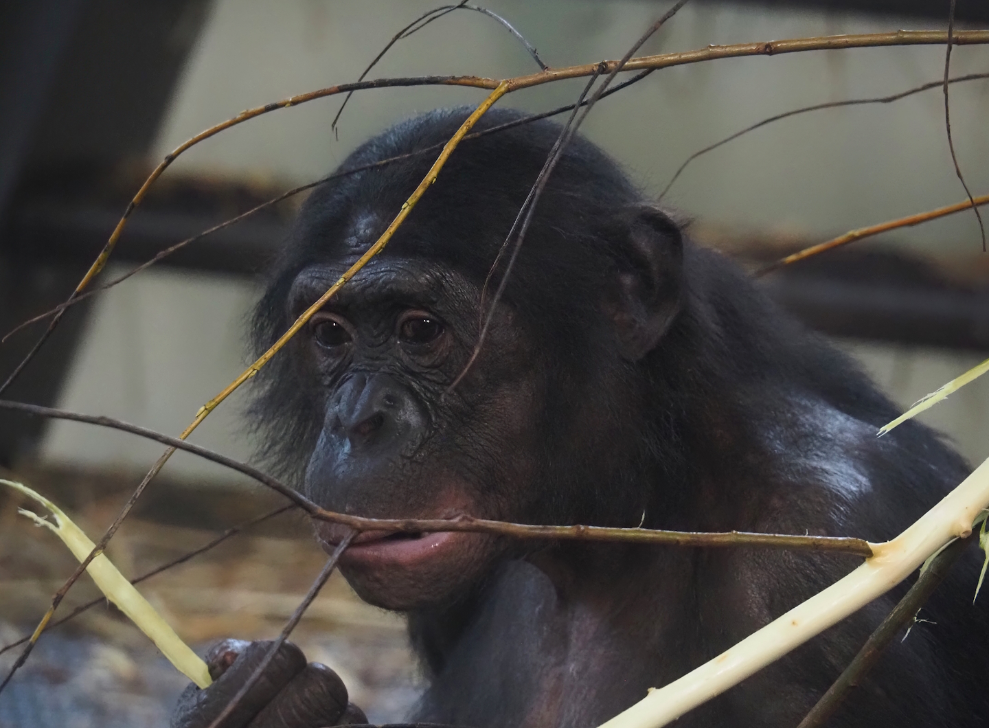 Bonobo (Pan paniscus), 2024-08-18