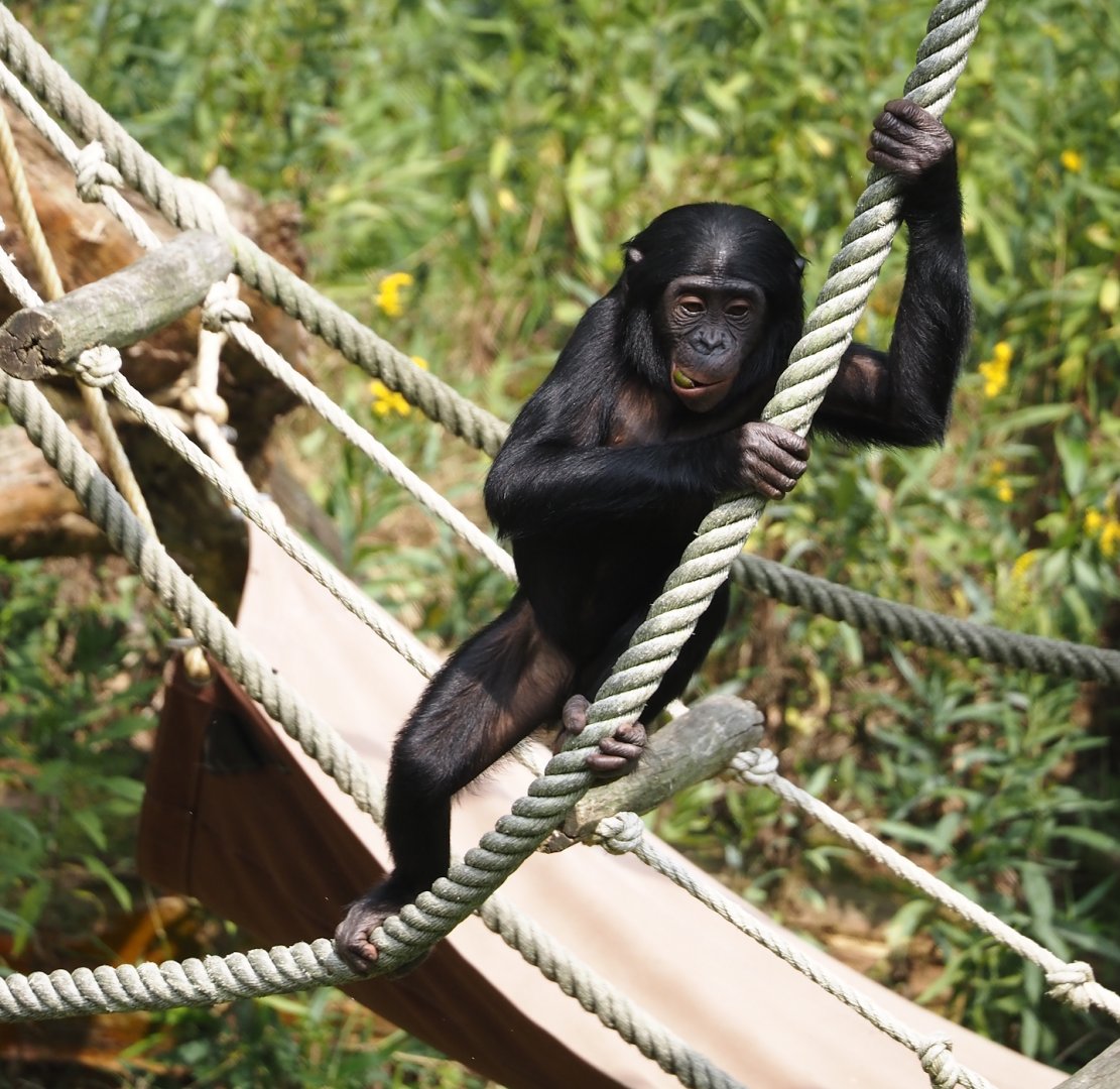 Bonobo (Pan paniscus), 2024-08-18