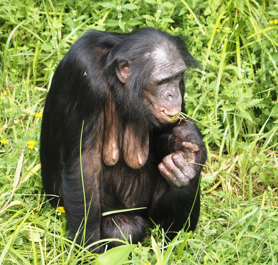 Bonobo (Pan paniscus), 2024-08-18