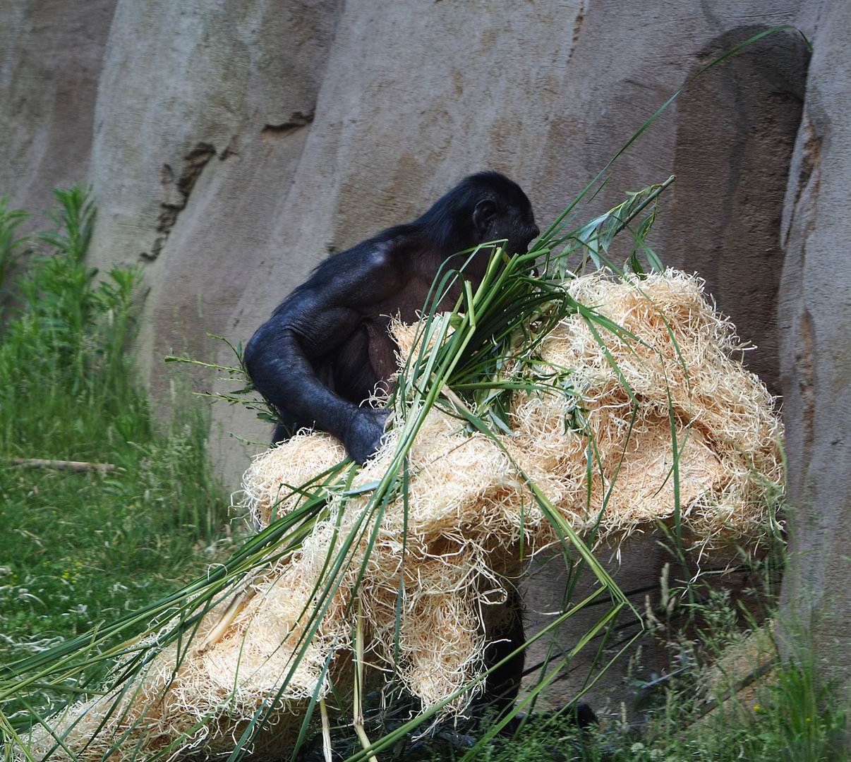 Bonobo (Pan paniscus) dragging nesting materials to indoor exhibit, 2022-05-28