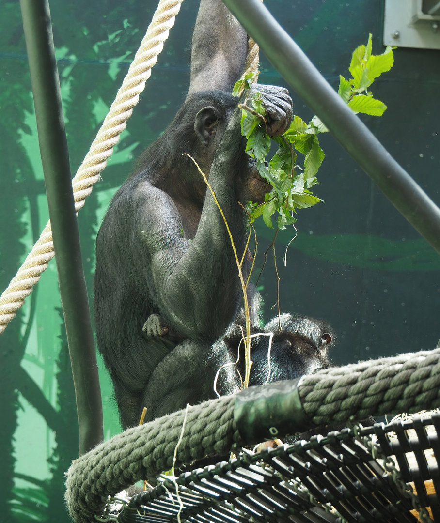 Bonobo (Pan paniscus) eating hazel leaves, 2022-07-03
